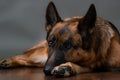 German Shepherd. The dog is upset that the owner is gone. Royalty Free Stock Photo