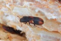 Saddle backed Bitoma, Wedge shaped Beetle Bitoma crenata.