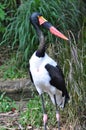 Saddle-billed Stork Royalty Free Stock Photo