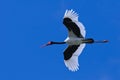 Saddle-billed Stork Royalty Free Stock Photo