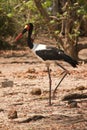 Saddle-billed Stork Royalty Free Stock Photo