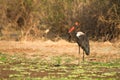 Saddle-billed Stork Royalty Free Stock Photo