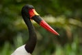 Saddle-billed Stork Royalty Free Stock Photo