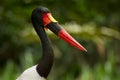 Saddle-billed Stork