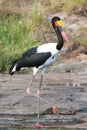 Saddle-billed stork Royalty Free Stock Photo