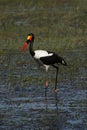 Saddle-billed Stork