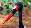 Saddle billed stork