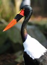 Saddle billed stork Royalty Free Stock Photo