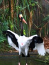 A Saddle-billed Stork Royalty Free Stock Photo