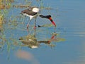 Saddle-billed Stork in Africa Royalty Free Stock Photo