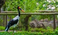 Saddle billed stork in the aviary, tropical bird specie from Africa Royalty Free Stock Photo