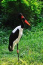 Saddle-billed stork bird