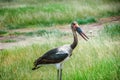 Saddle- billed Stork bird in Kenya, Africa Royalty Free Stock Photo