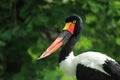 Saddle-billed stork