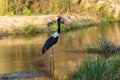 A Saddle billed stork, Ephippiorhynchus senegalensis, is standing in the water in South Africa Royalty Free Stock Photo