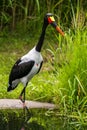 Saddle-billed Stork Royalty Free Stock Photo