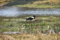 Saddle-billed Stork,Ephippiorhynchus senegalensis,national park Moremi, Botswana Royalty Free Stock Photo