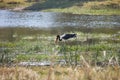 Saddle-billed Stork,Ephippiorhynchus senegalensis,national park Moremi, Botswana Royalty Free Stock Photo