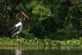 Saddle-billed Stork - Ephippiorhynchus senegalensis Royalty Free Stock Photo