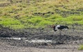 Saddle-billed stork Ephippiorhynchus senegalensis Royalty Free Stock Photo