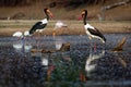 Saddle-billed Stork - Ephippiorhynchus senegalensis  or saddlebill is a wading bird in the stork family, Ciconiidae. Black and Royalty Free Stock Photo