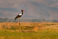 Saddle-billed Stork - Ephippiorhynchus senegalensis  or saddlebill is a wading bird in the stork family, Ciconiidae. Black and Royalty Free Stock Photo