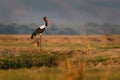 Saddle-billed Stork - Ephippiorhynchus senegalensis  or saddlebill is a wading bird in the stork family, Ciconiidae. Black and Royalty Free Stock Photo