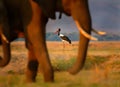 Saddle-billed Stork - Ephippiorhynchus senegalensis  or saddlebill is a wading bird in the stork family, Ciconiidae. Black and Royalty Free Stock Photo