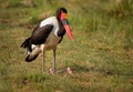 Saddle-billed Stork - Ephippiorhynchus senegalensis  or saddlebill is a wading bird in the stork family, Ciconiidae. Black and Royalty Free Stock Photo