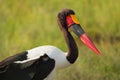 Saddle-billed Stork - Ephippiorhynchus senegalensis  or saddlebill is a wading bird in the stork family, Ciconiidae. Black and Royalty Free Stock Photo