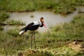 Saddle-billed Stork - Ephippiorhynchus senegalensis  or saddlebill is a wading bird in the stork family, Ciconiidae. Black and Royalty Free Stock Photo