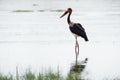 Saddle-billed Stork - Ephippiorhynchus senegalensis  or saddlebill is a wading bird in the stork family, Ciconiidae. Black and Royalty Free Stock Photo