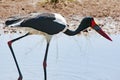 Saddle-billed Stork, closeup in Africa Royalty Free Stock Photo