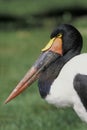 Saddle-billed stork, Ephippiorhynchus senegalensis Royalty Free Stock Photo