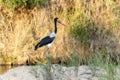 A Saddle-billed Stork, Ephippiorhynchus senegalensis, standing on a rock in South Africa Royalty Free Stock Photo