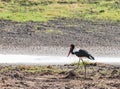 Saddle-billed stork Ephippiorhynchus senegalensis Royalty Free Stock Photo