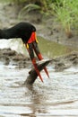 Saddle-billed Stork Fishing