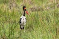 Saddle-billed Stork in grass Royalty Free Stock Photo