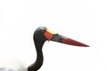 Saddle-billed Stork in Tanzania, Africa Royalty Free Stock Photo