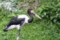 Saddle-billed Stork Royalty Free Stock Photo