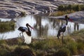 Saddle billed stork in Kruger National park, South Africa Royalty Free Stock Photo