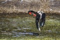 Saddle-billed stork in Kruger National park, South Africa Royalty Free Stock Photo