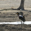 Saddle-billed stork in Kruger National park Royalty Free Stock Photo