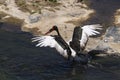 Saddle-billed stork in Kruger National park Royalty Free Stock Photo