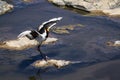 Saddle-billed stork in Kruger National park Royalty Free Stock Photo