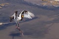 Saddle-billed stork in Kruger National park Royalty Free Stock Photo