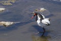 Saddle-billed stork in Kruger National park Royalty Free Stock Photo