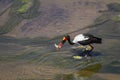 Saddle-billed stork in Kruger National park Royalty Free Stock Photo