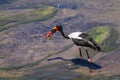 Saddle-billed stork in Kruger National park Royalty Free Stock Photo