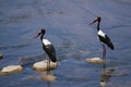 Saddle-billed stork in Kruger National park Royalty Free Stock Photo